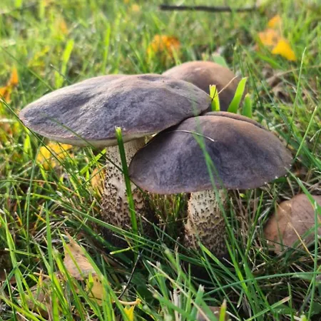 Siedlisko W Otulinie Drawskiego Parku Krajobrazowego Z Własnym Stawem Dom wakacyjny *