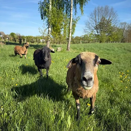 Siedlisko W Otulinie Drawskiego Parku Krajobrazowego Z Wlasnym Stawem